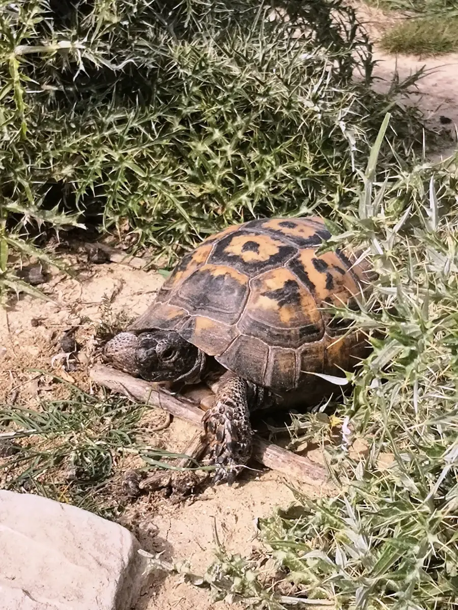 Turtle Hiking Tour