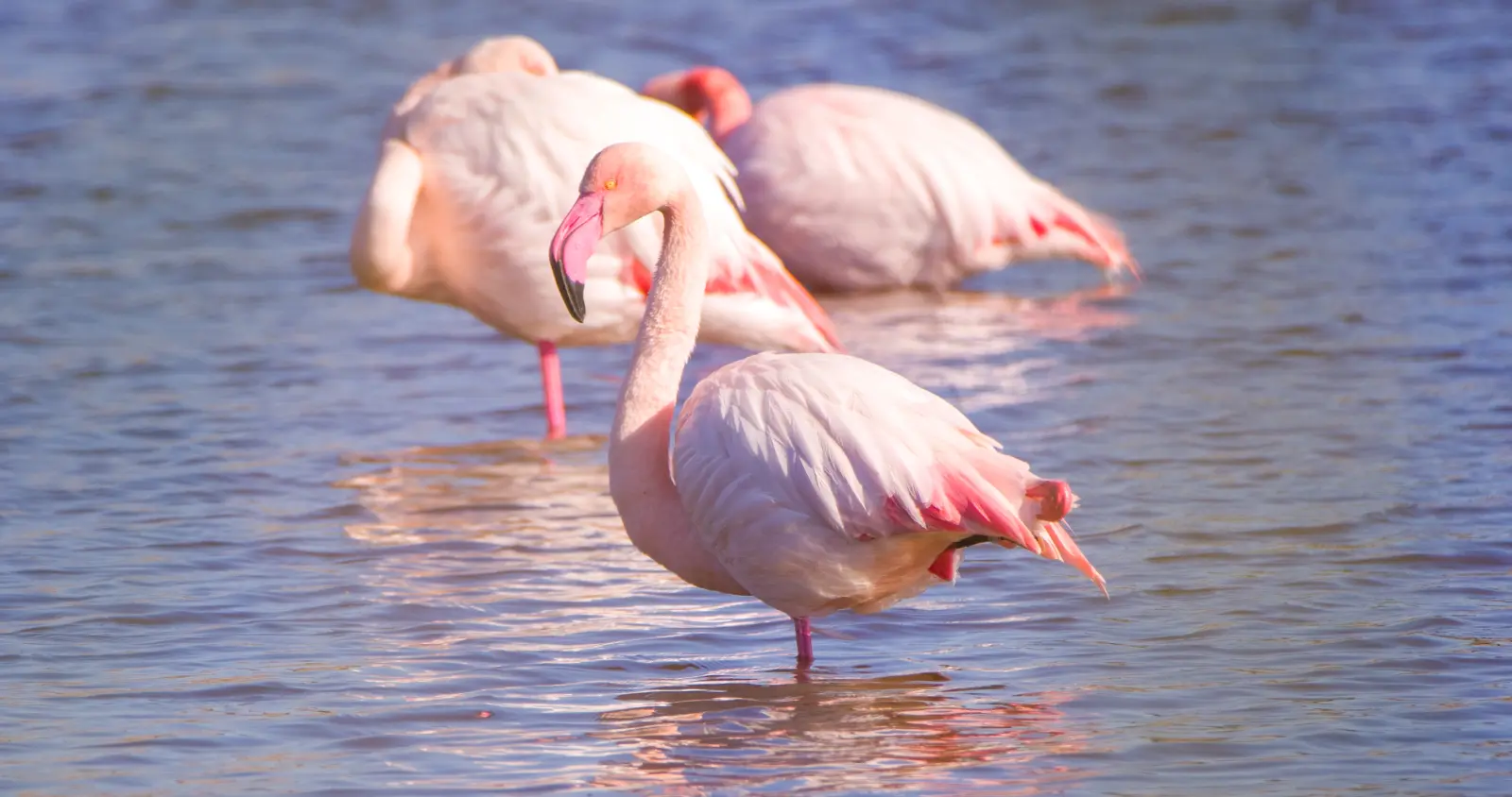 Kos Fauna Exploration Walk (Express)