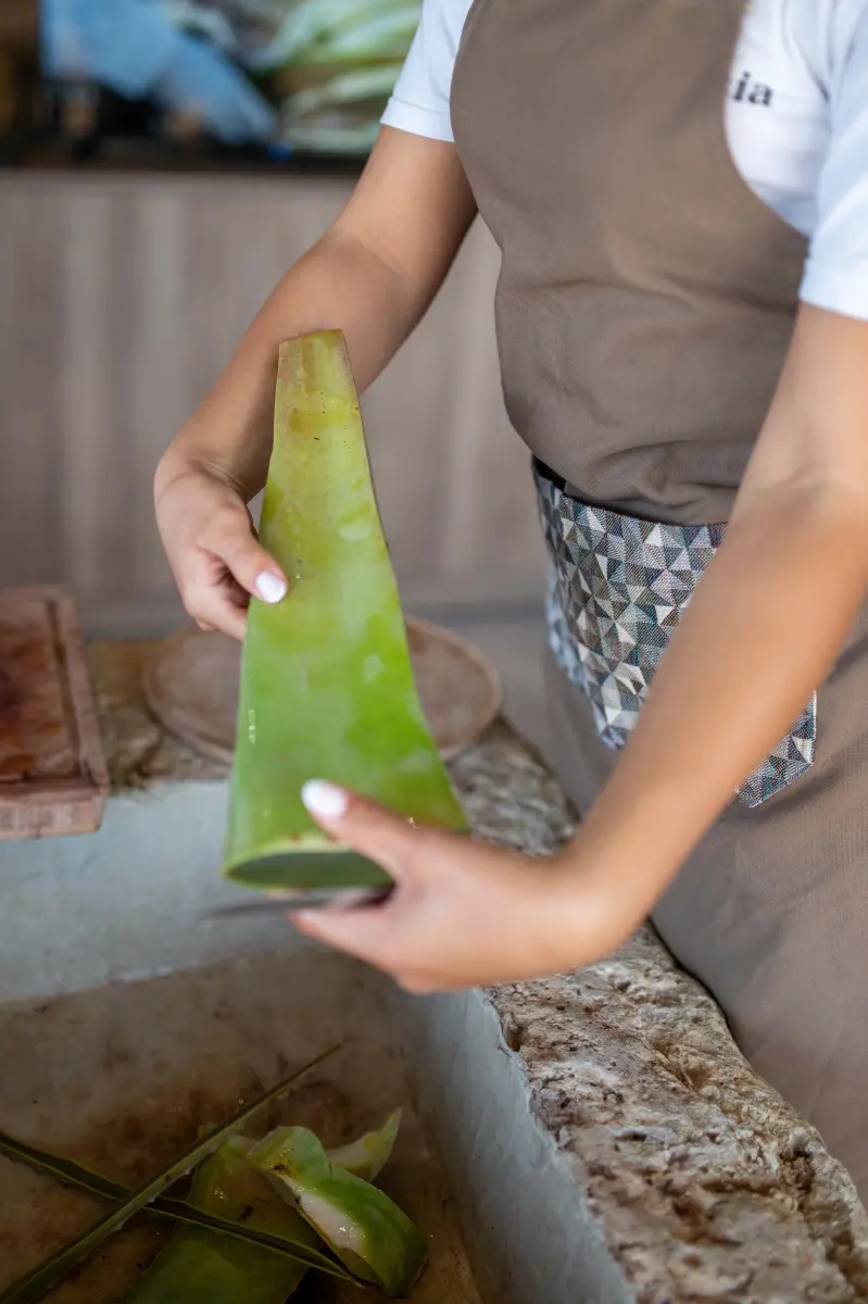 Aloe Farm Tour & Wellness Workshop