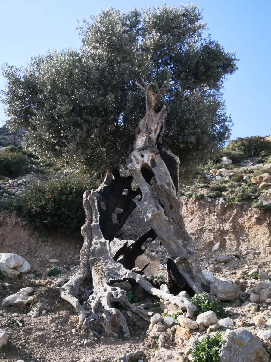 Cliffside Pathways Tour - The Wild Coast of Kos