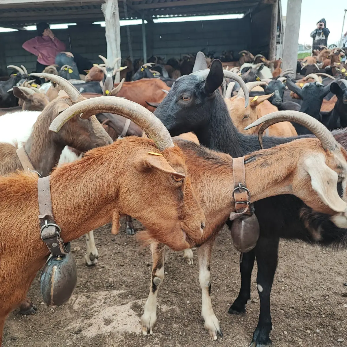Gallery image for The Goat Shepherd’s Table