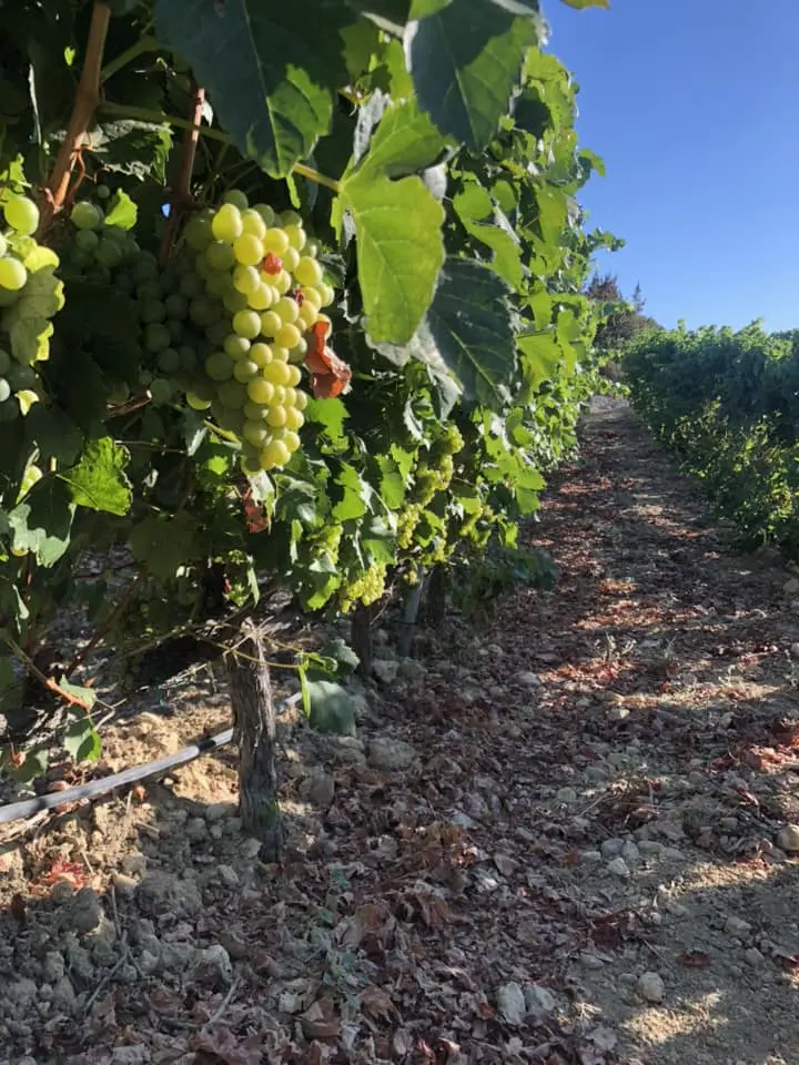 Gallery image for The Wine Soul of Kos: An Atmospheric Wine Tasting