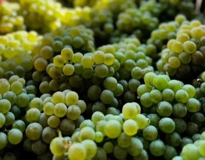 Gallery image for The Wine Soul of Kos: An Atmospheric Wine Tasting