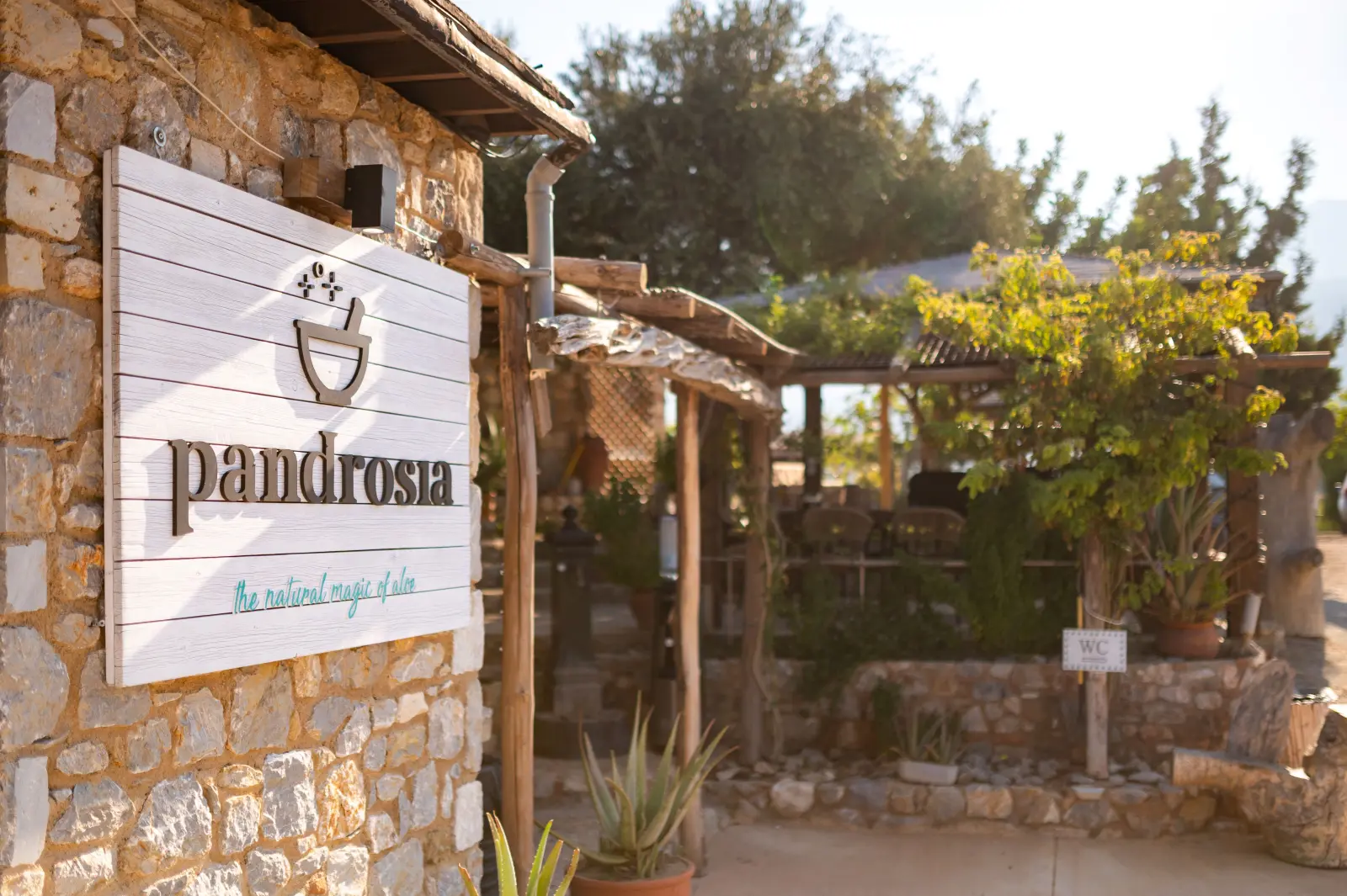 Gallery image for Aloe Farm Tour & Wellness Workshop