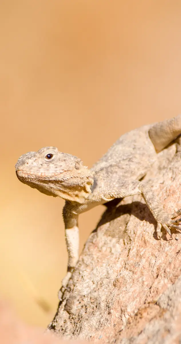 Gallery image for Kos Fauna Exploration Walk (Express)