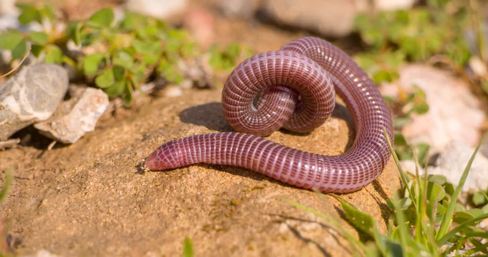 Gallery image for Kos Fauna Exploration Walk (Express)