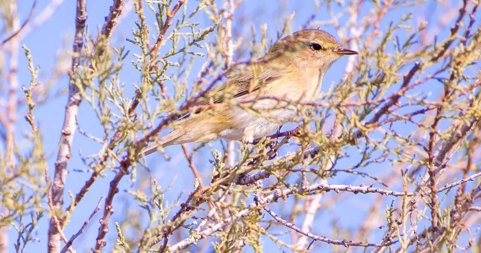 Gallery image for Kos Fauna Exploration Walk (Express)