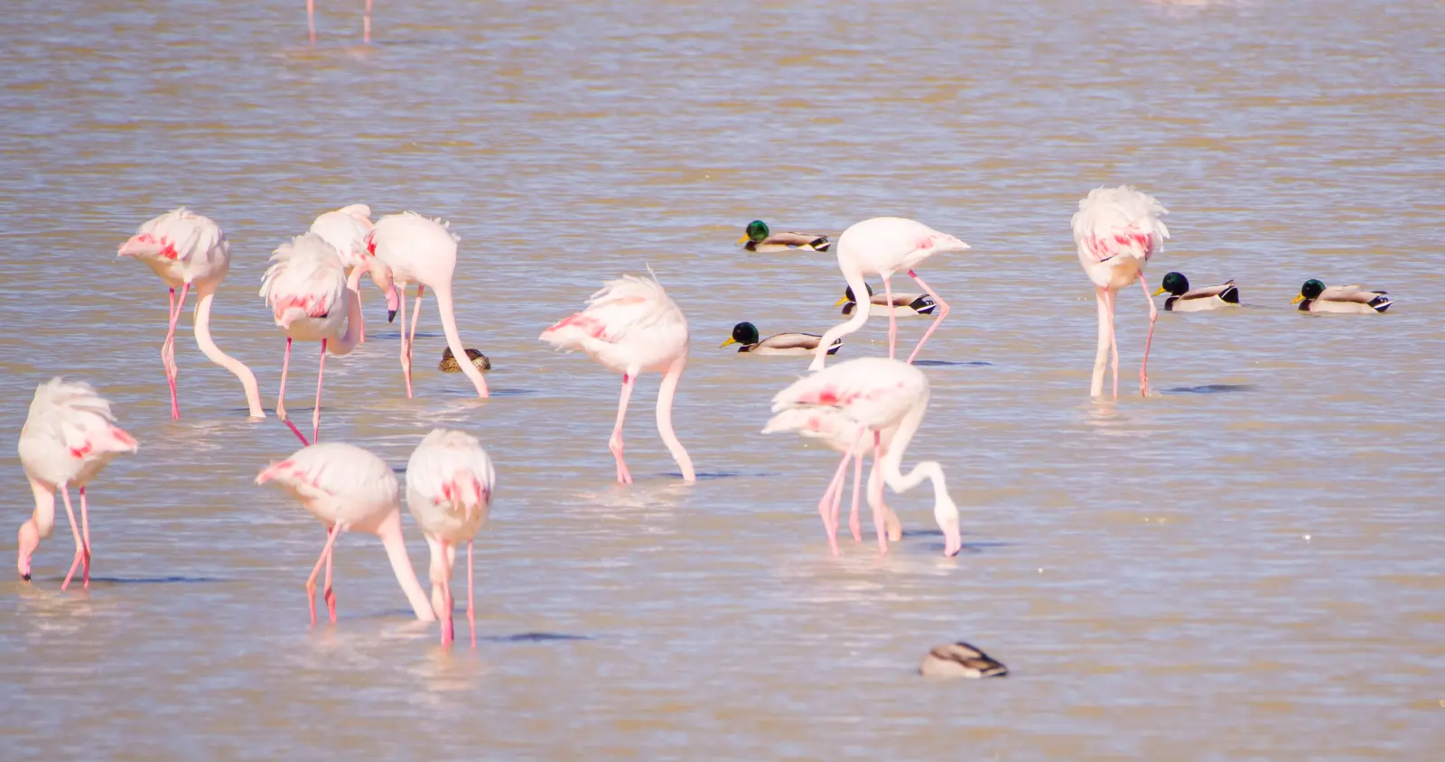 Gallery image for Kos Fauna Exploration Walk (Express)