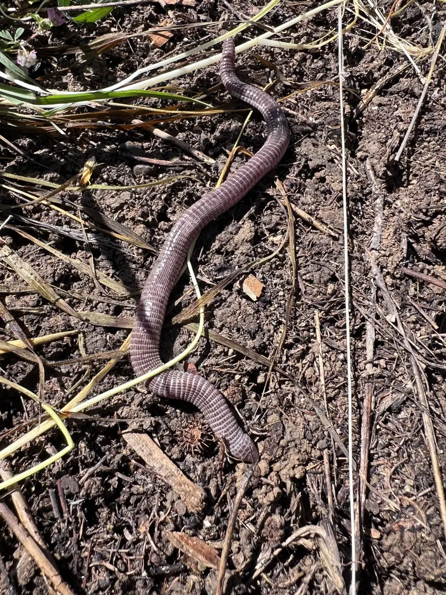 Gallery image for Kos Fauna Exploration Walk (Express)