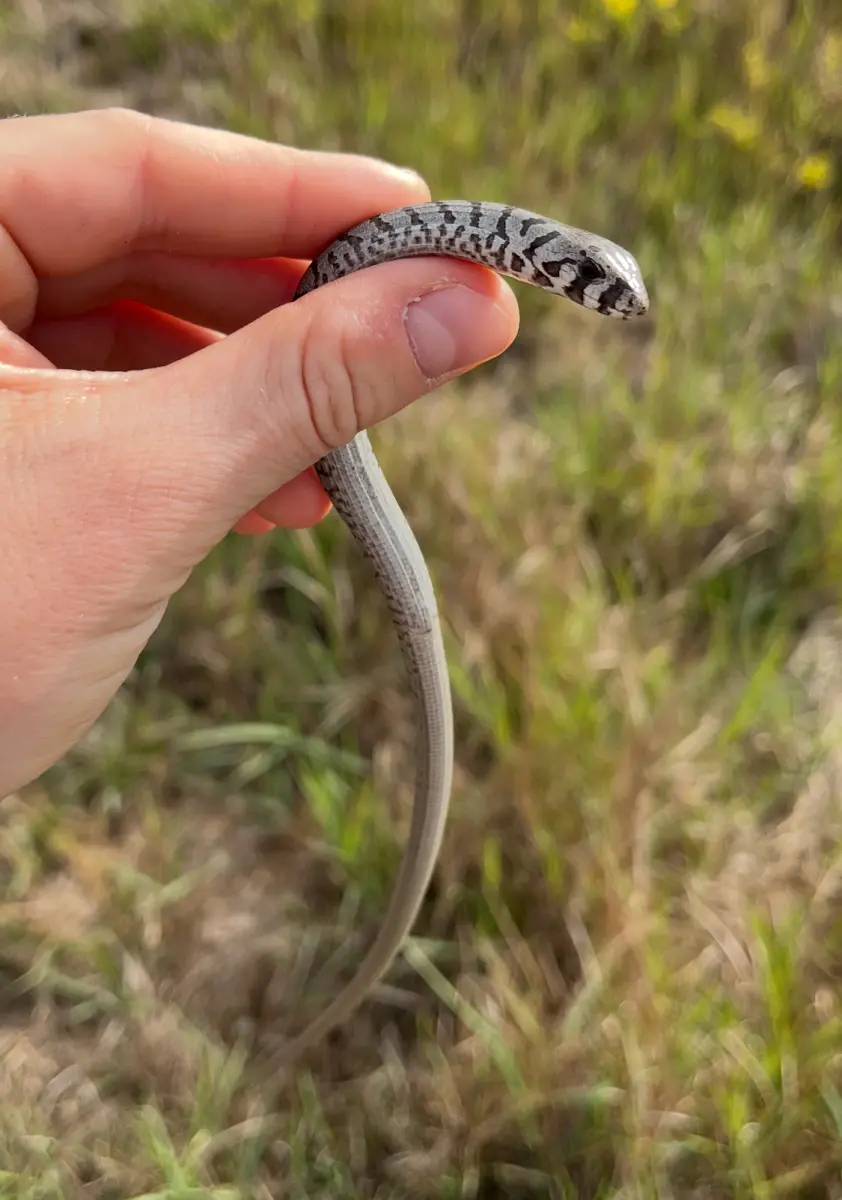 Gallery image for Kos Fauna Exploration Walk (Express)