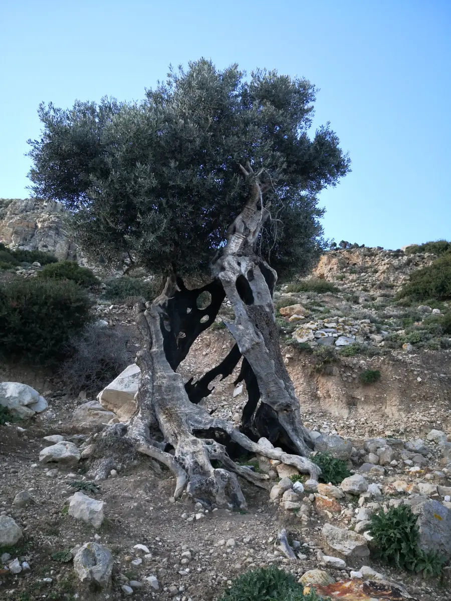 Gallery image for Cliffside Pathways Tour - The Wild Coast of Kos