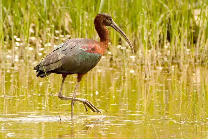 Gallery image for Kos Fauna Exploration Walk (Extended)