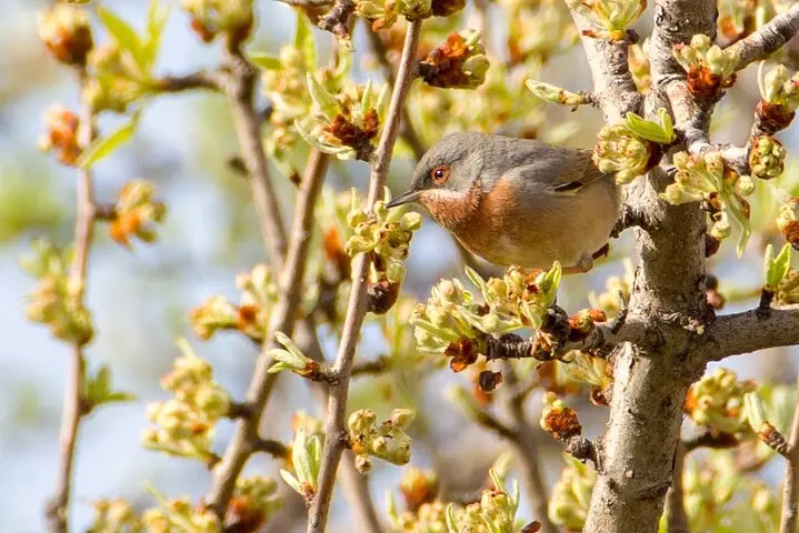 Gallery image for Kos Fauna Exploration Walk (Express)