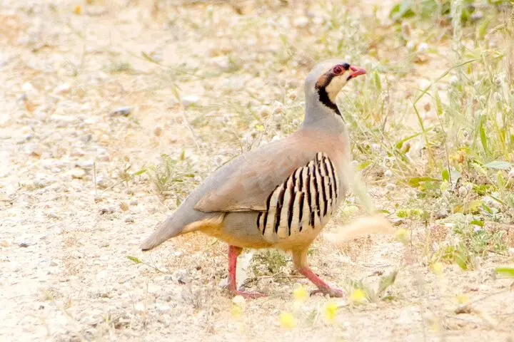 Gallery image for Kos Fauna Exploration Walk (Extended)