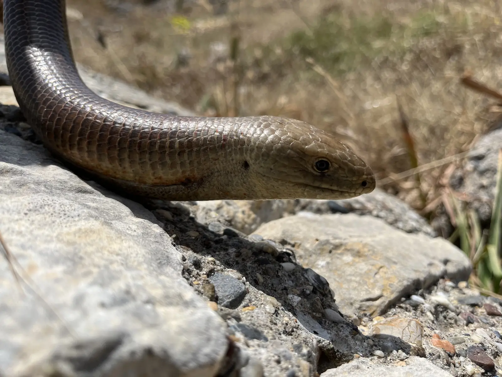 Gallery image for Kos Fauna Exploration Walk (Express)