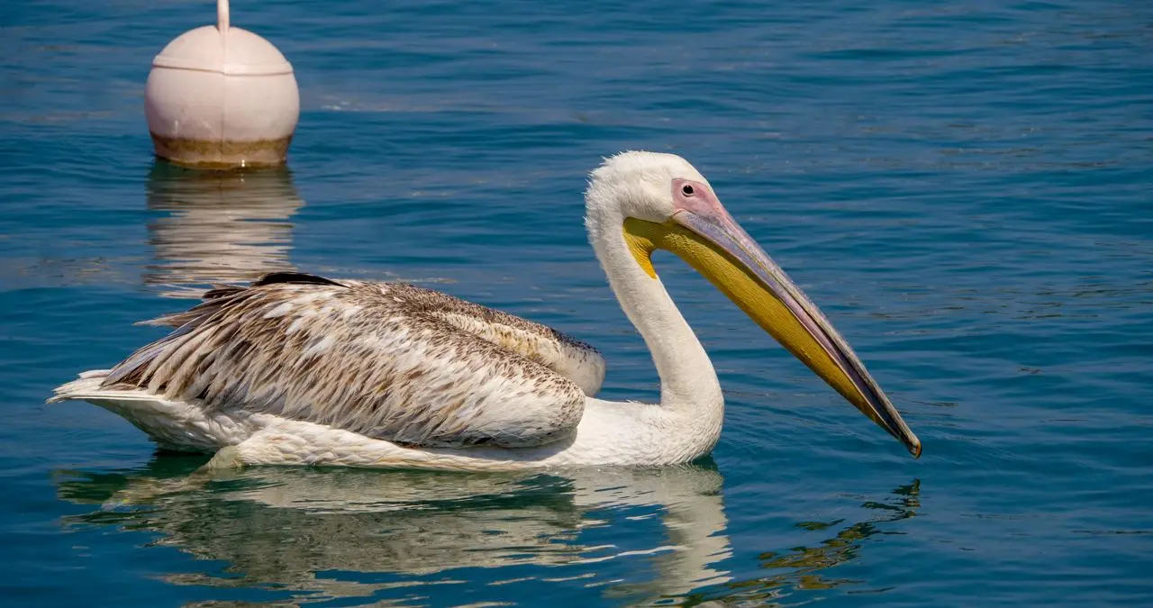 Gallery image for Kos Fauna Exploration Walk (Extended)