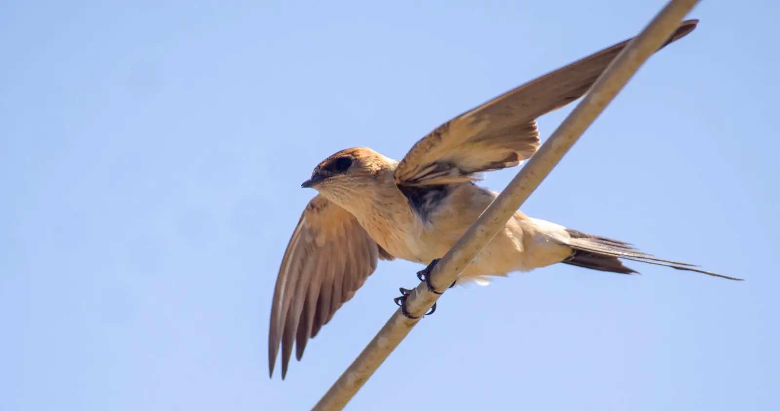 Gallery image for Kos Fauna Exploration Walk (Extended)