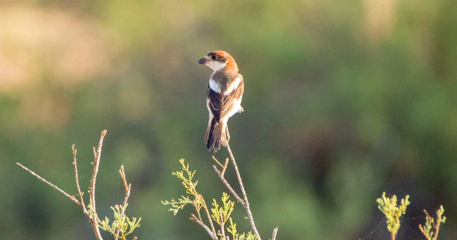 Gallery image for Kos Fauna Exploration Walk (Extended)